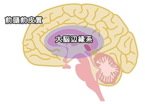 HSPのイライラしやすい脳