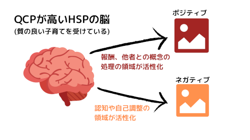 質の高い子育てを受けたHSPの脳